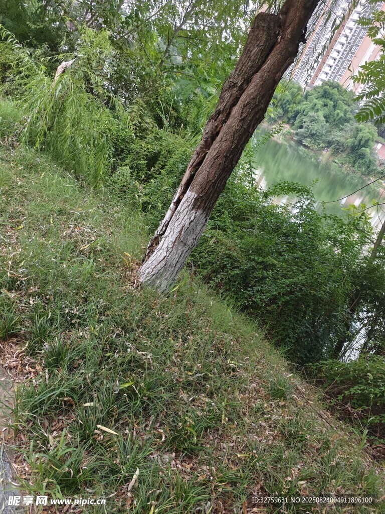 戶外綠植環(huán)繞的樹木景觀