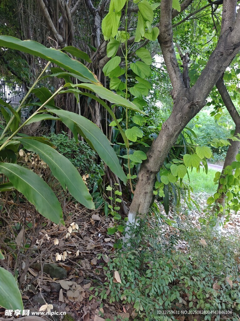 繁茂綠植 