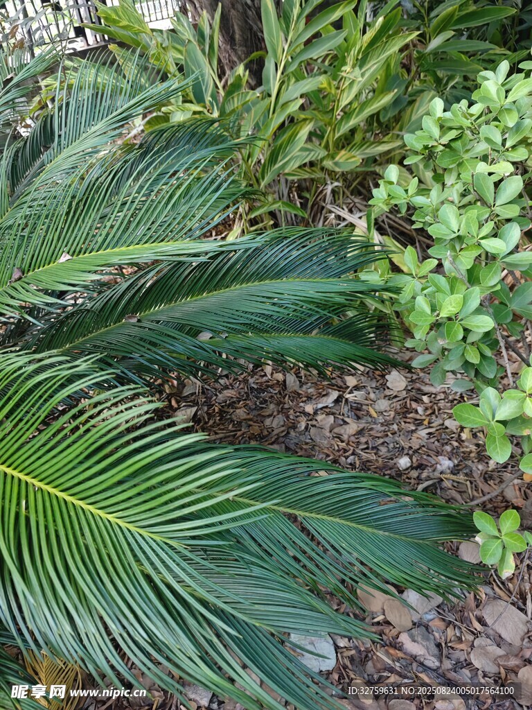 翠綠棕櫚葉與周邊綠植景觀