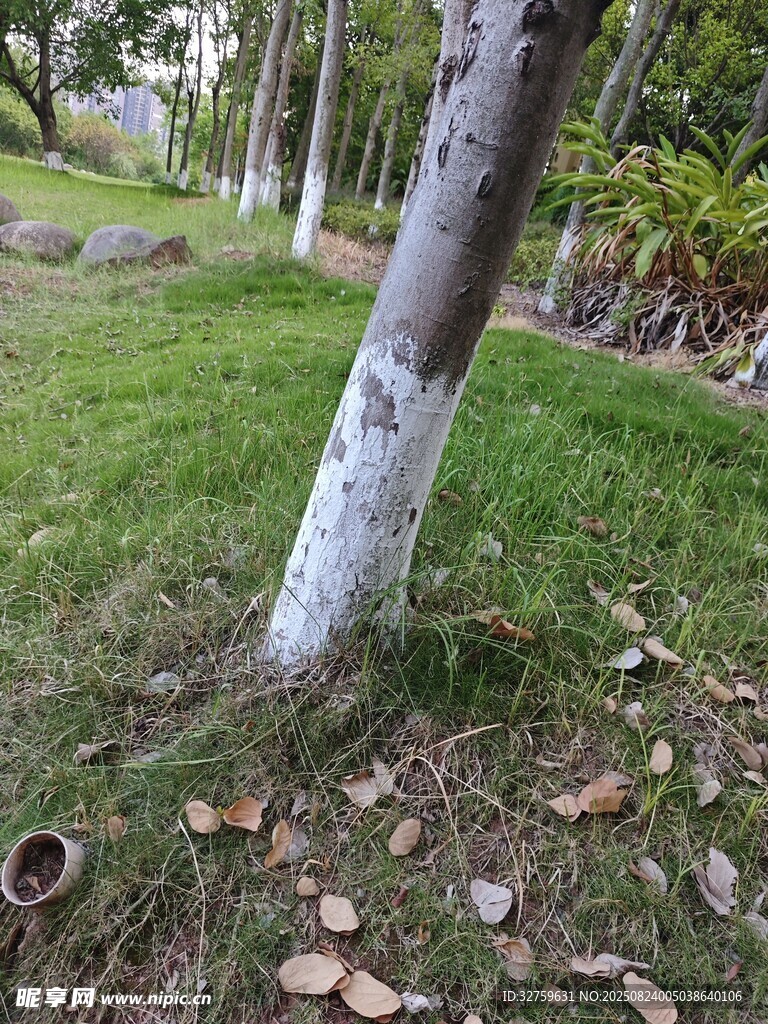 草地中樹(shù)干及散落的樹(shù)葉