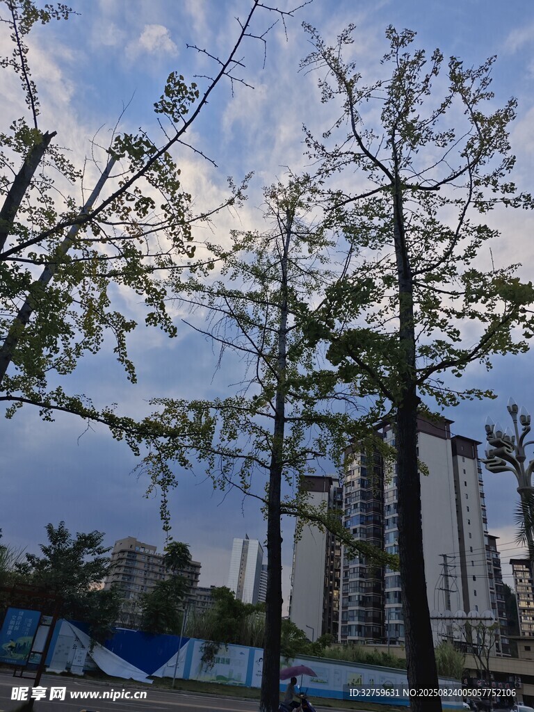 城市中樹(shù)木與高樓景觀