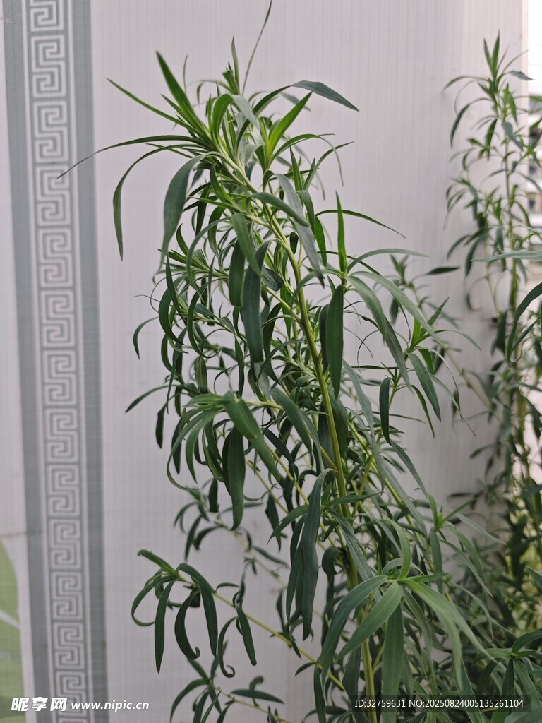 窗邊綠植 