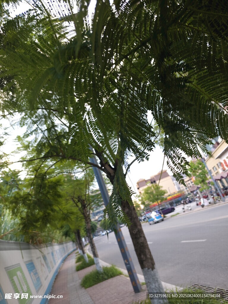 街道旁綠樹成蔭的景象