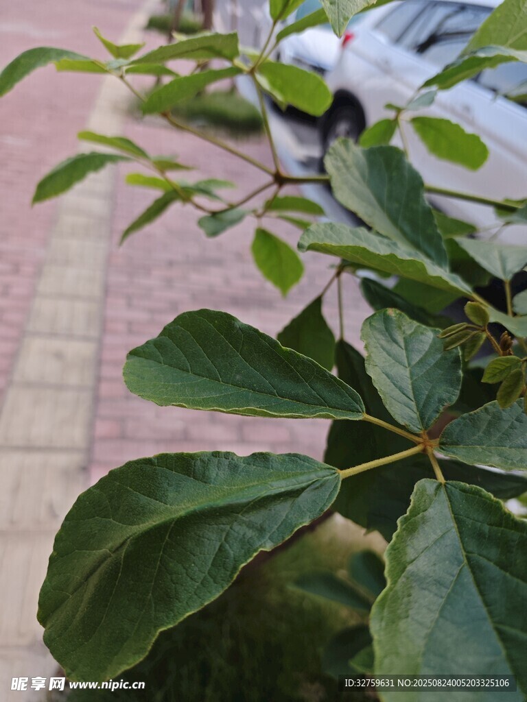 綠葉植物特寫