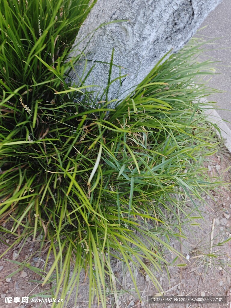 石旁翠綠青草