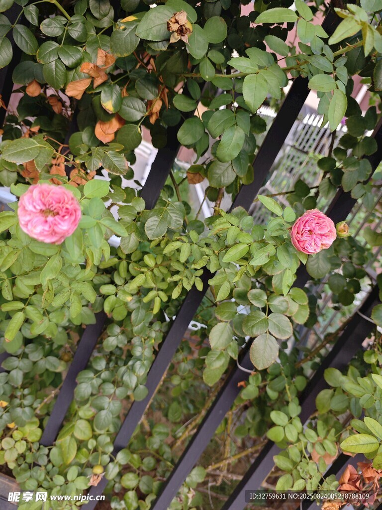 柵欄旁綻放的嬌艷月季花