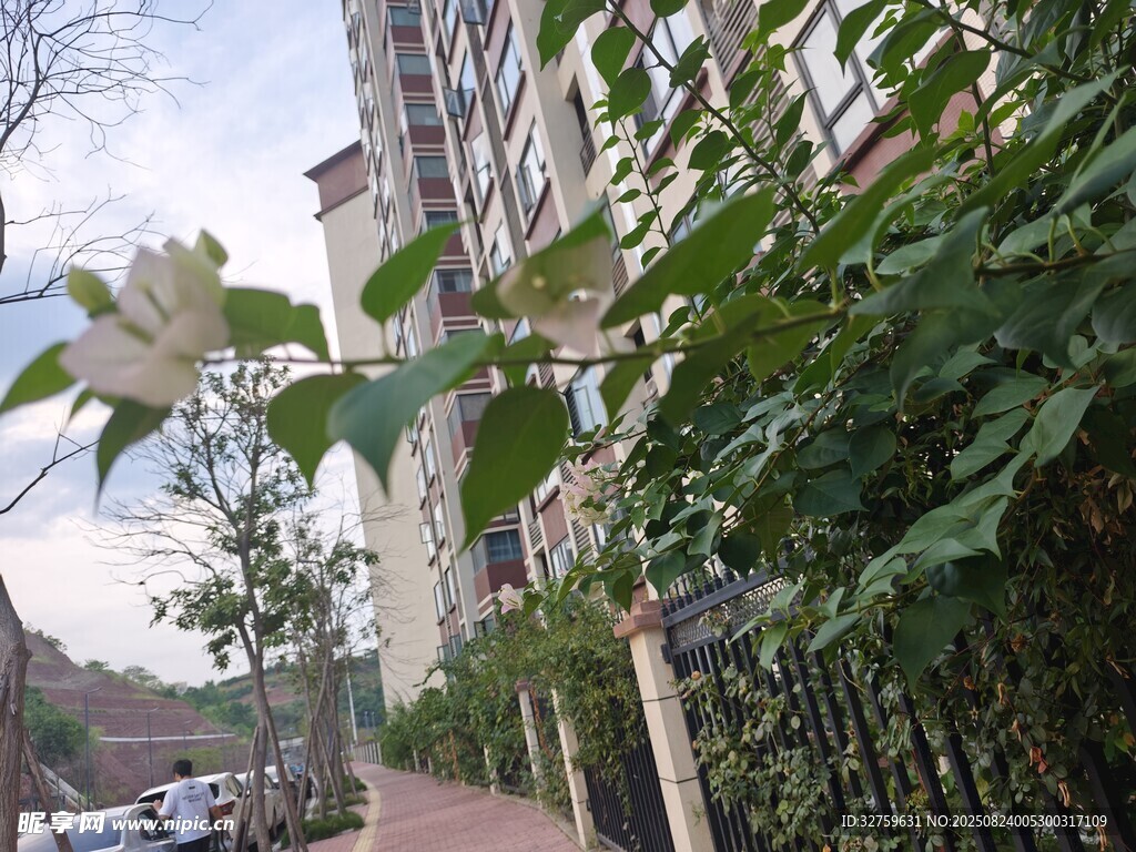 城市街邊綠植與建筑景致