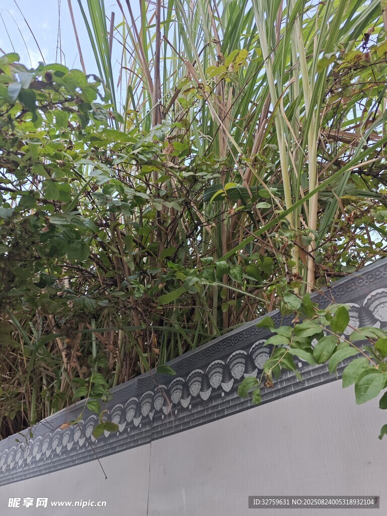 墻邊綠植景觀