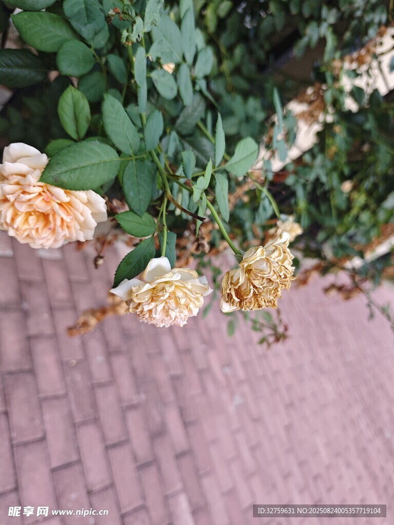 磚路旁綻放的嬌艷月季花