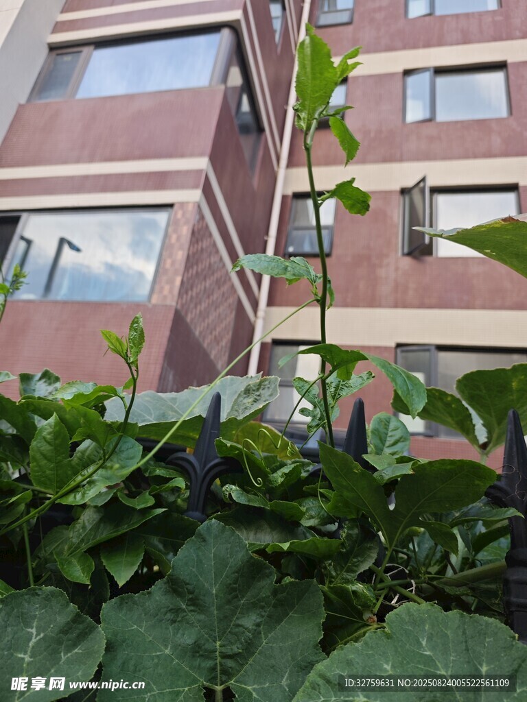 樓前綠植中的挺拔植物