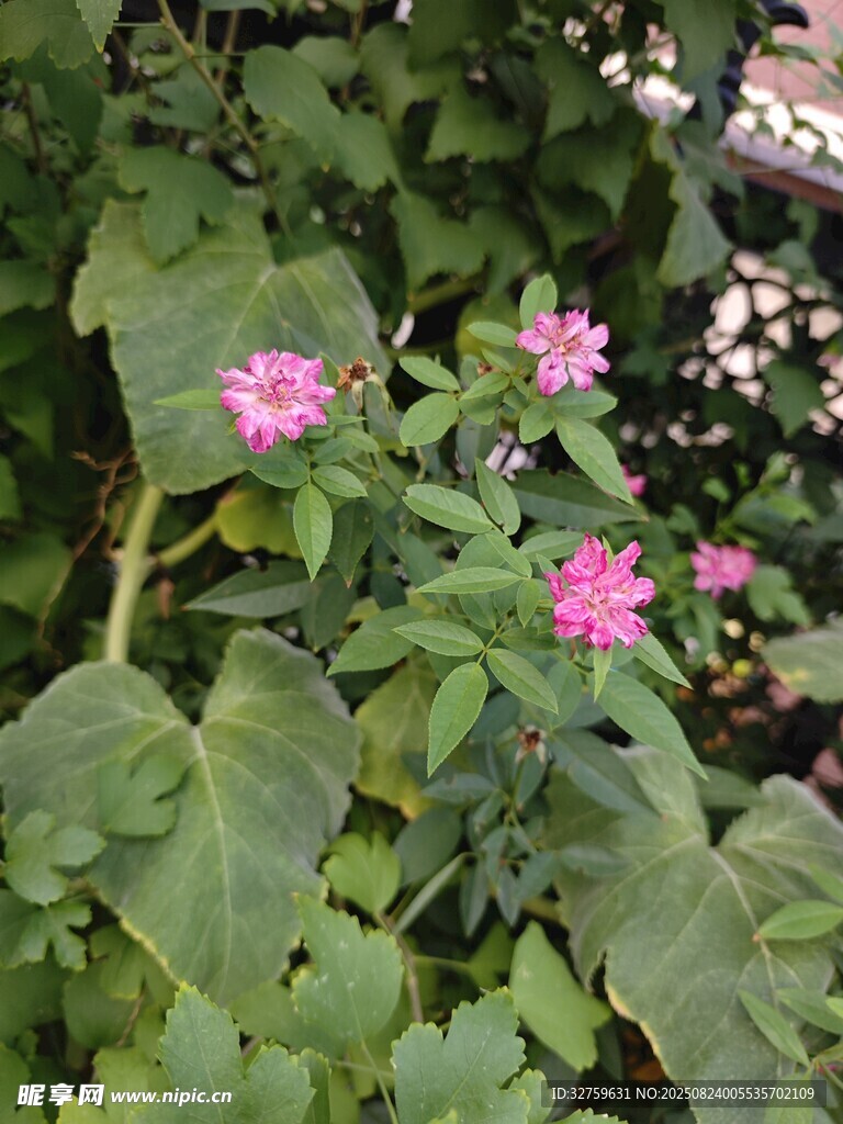 綠葉叢中的嬌艷粉色小花