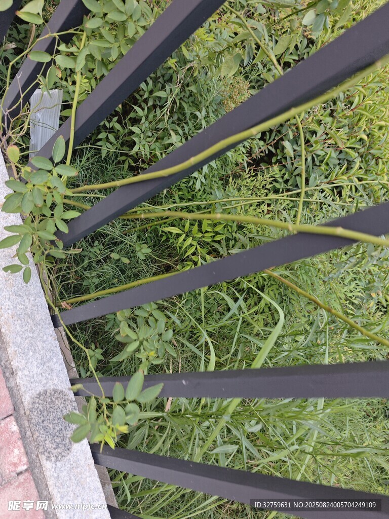 鐵藝圍欄間的蓬勃綠植