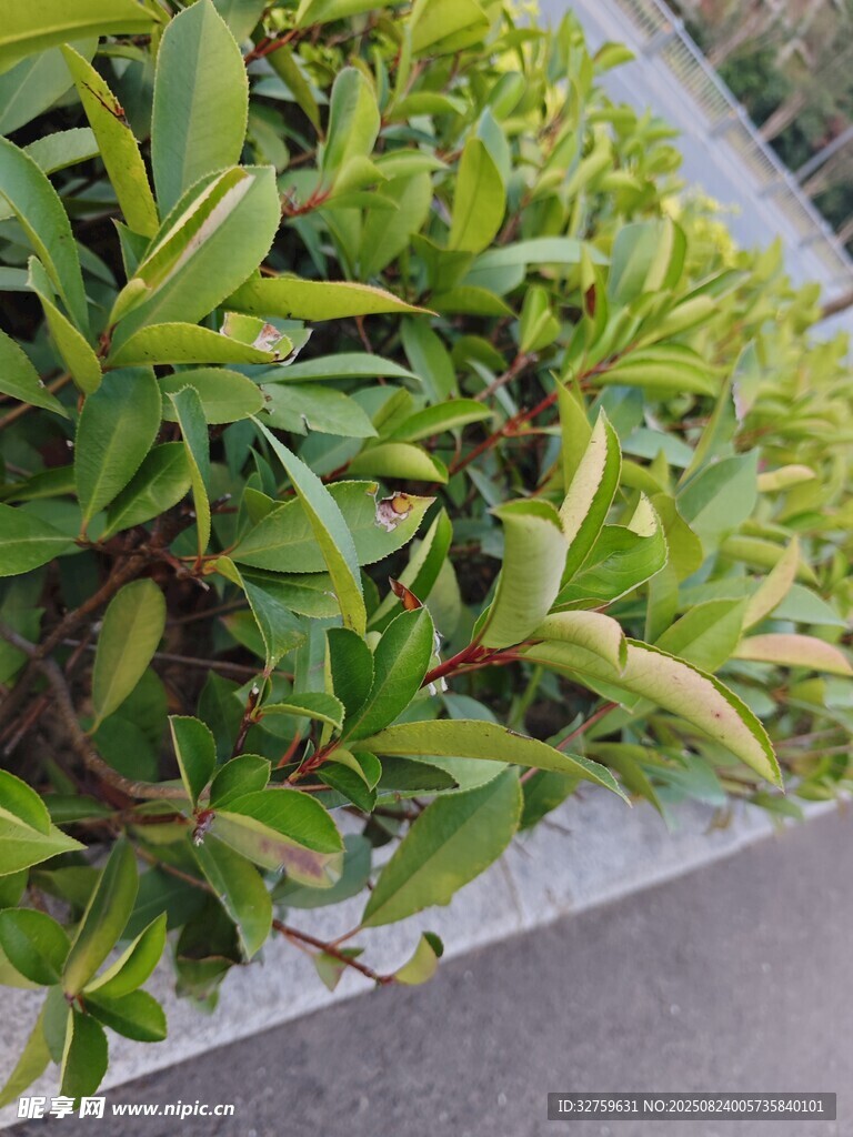 綠葉植物盆栽近景特寫