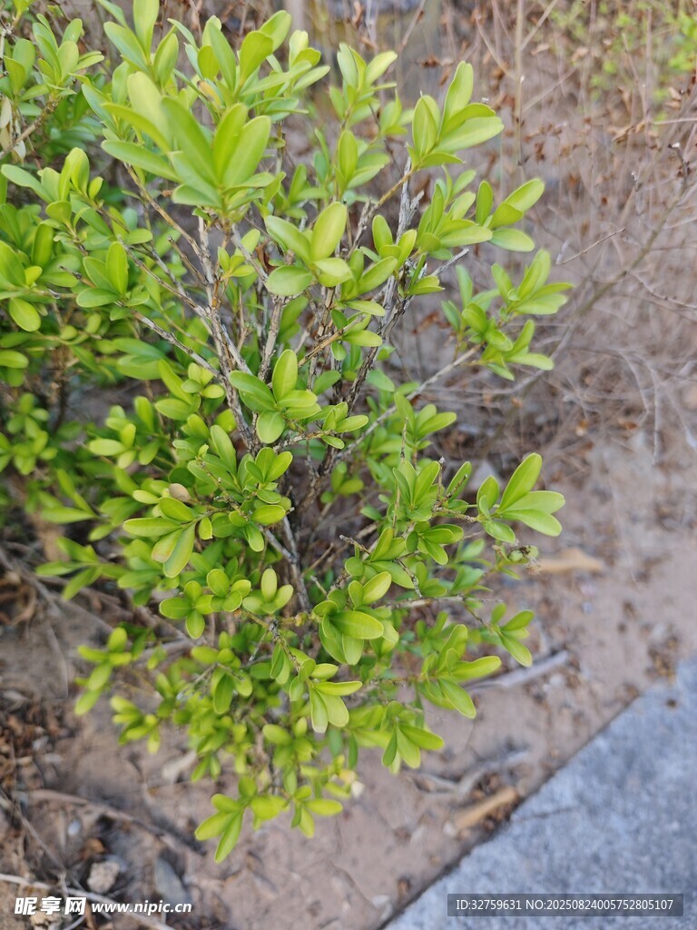 路邊翠綠灌木植物