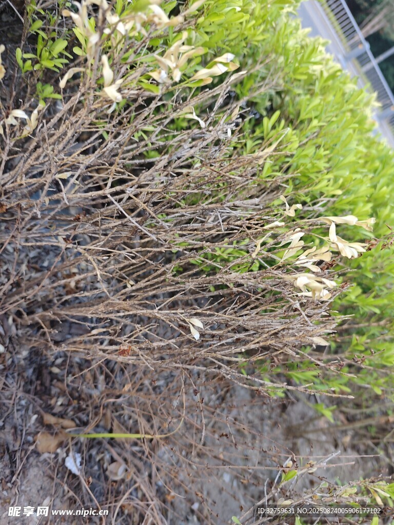 一堆雜亂的植物根莖