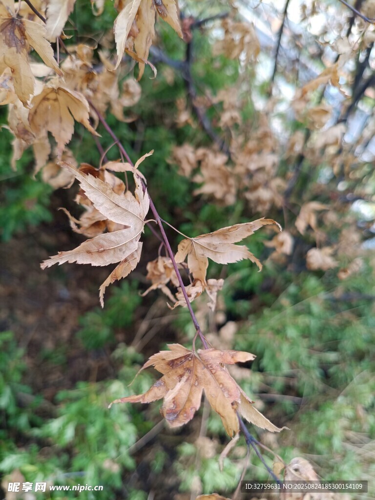 枯萎楓葉特寫