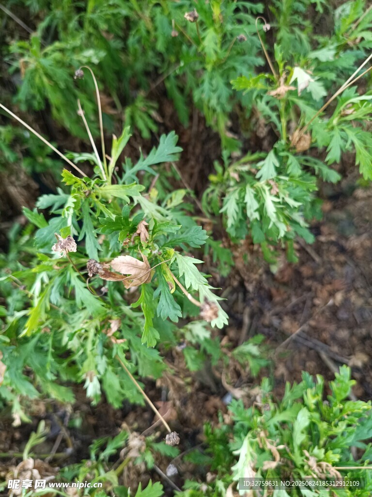 綠葉間的植物果實(shí)景象