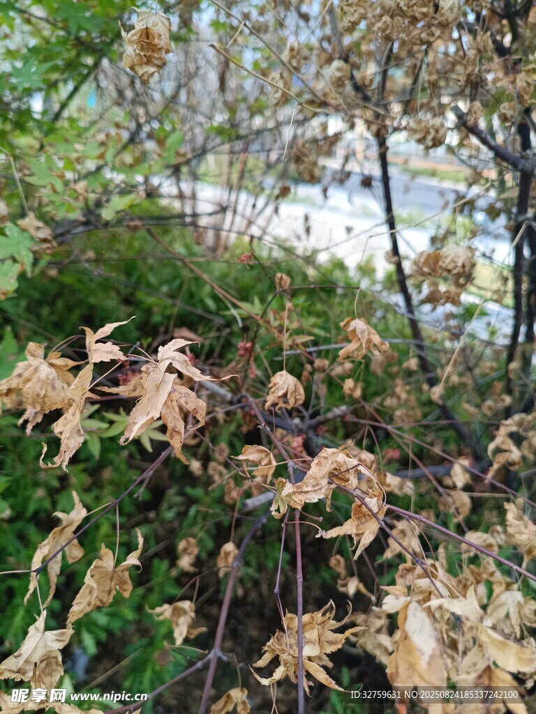 秋日枯黃植物景觀