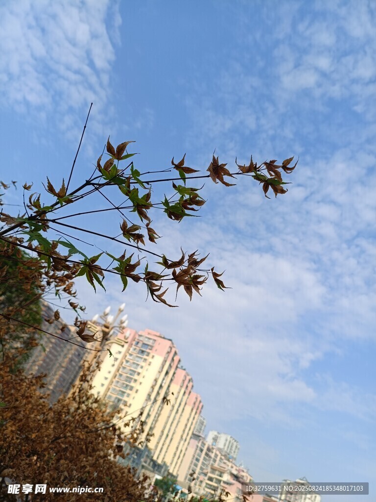 城市樹梢上的藍(lán)天景致