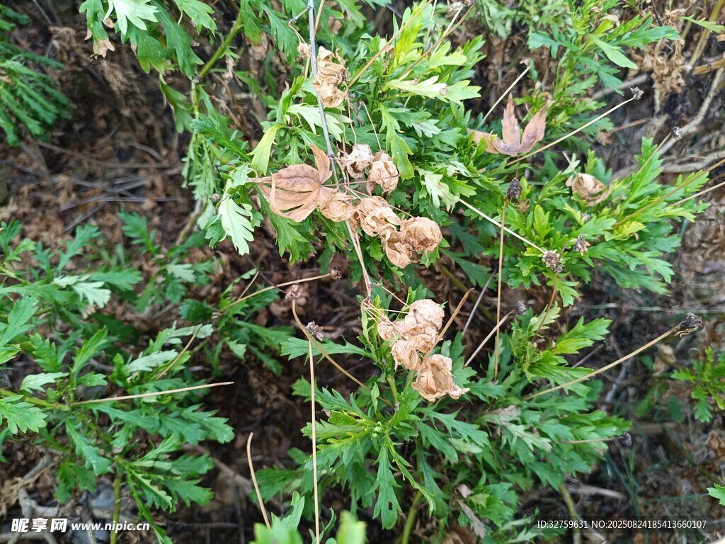 綠葉叢中枯萎植物景象