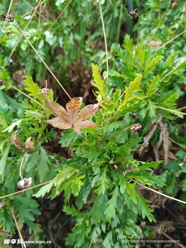 綠葉間的枯黃葉片