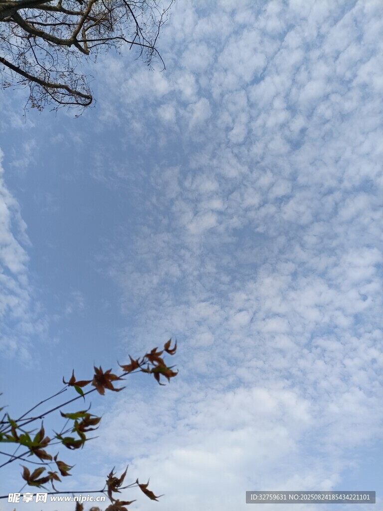 藍(lán)天枝葉間的夢(mèng)幻云朵