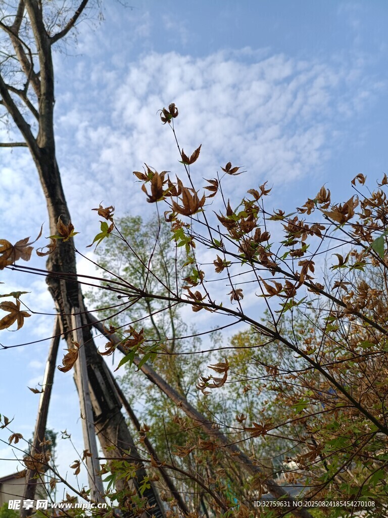 藍天映襯下的枝葉