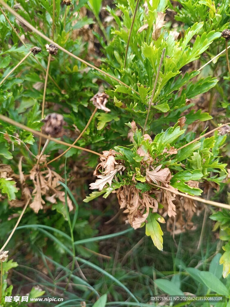 枯萎植物特寫