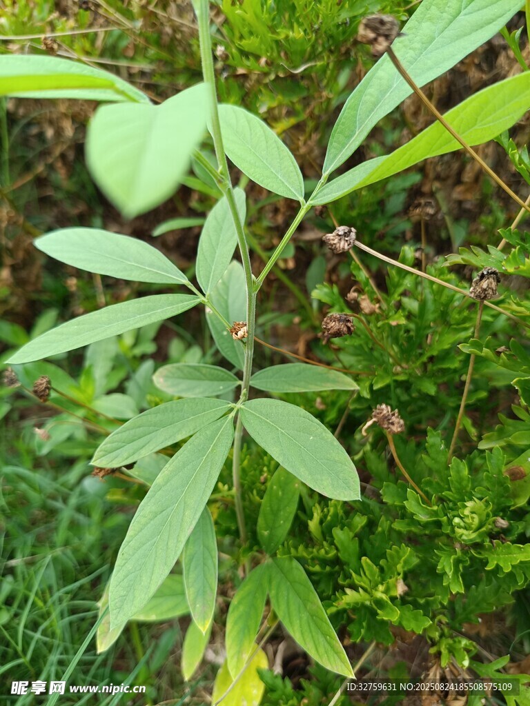 綠葉繁茂的植物特寫