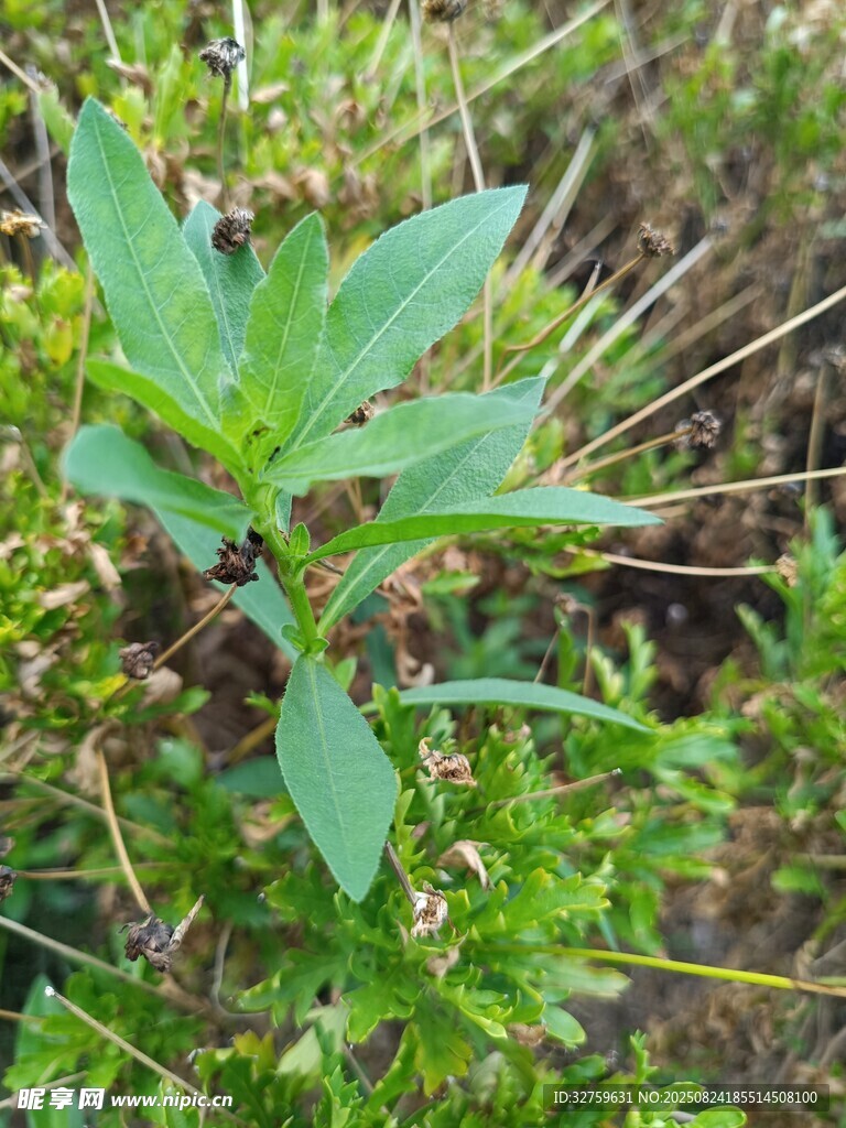 嫩綠植物生長于草叢中