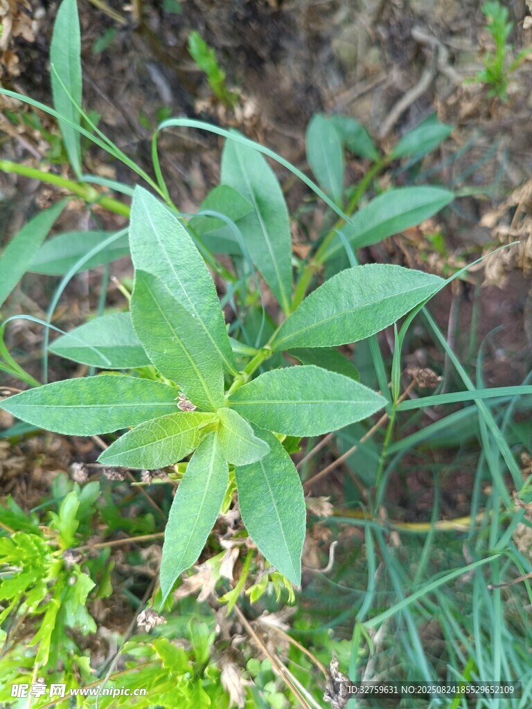 綠色植物特寫
