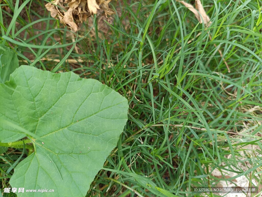 綠葉青草自然景象
