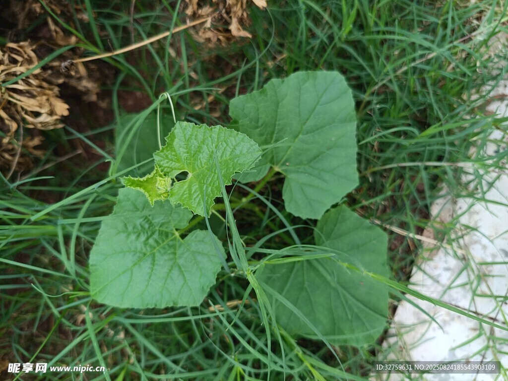 草地上的嫩綠植物