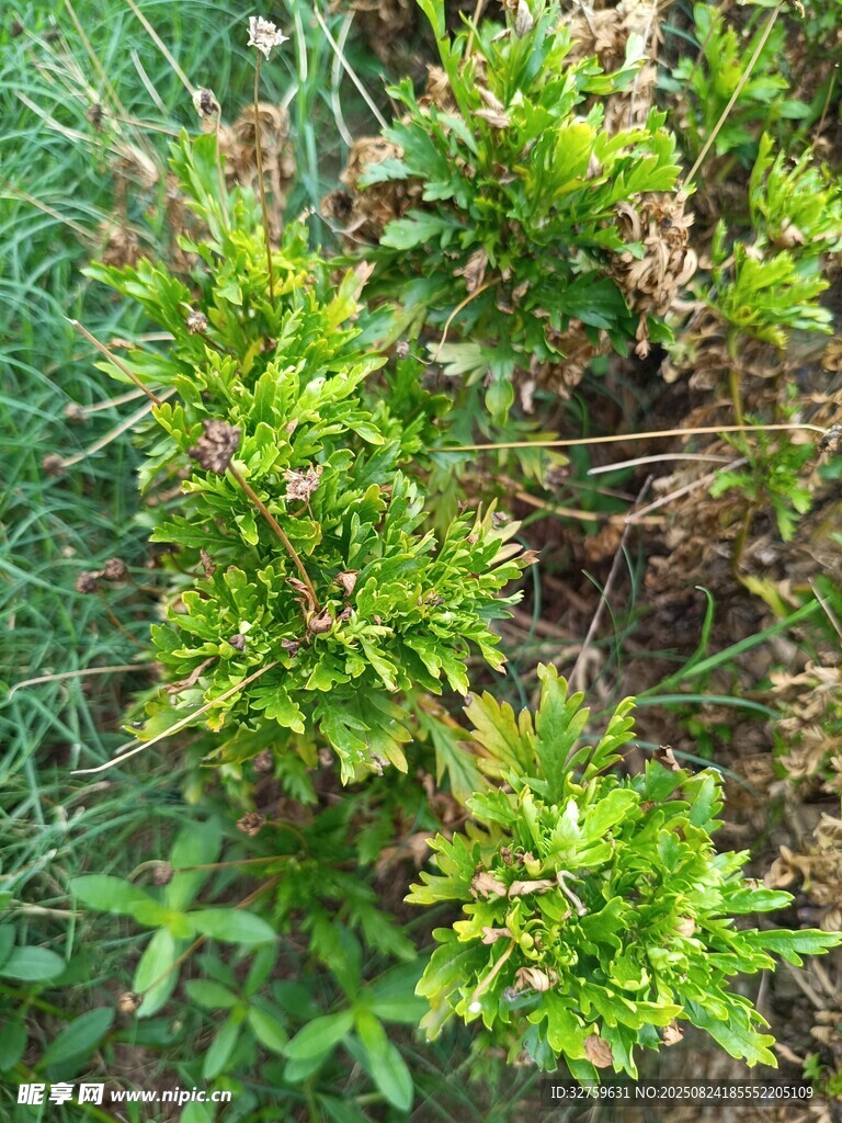 綠葉繁茂的野生植物