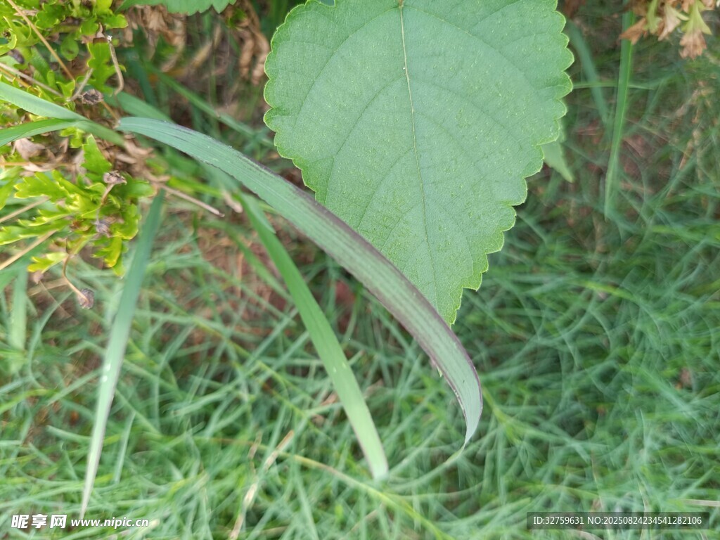 綠葉間的細長葉片