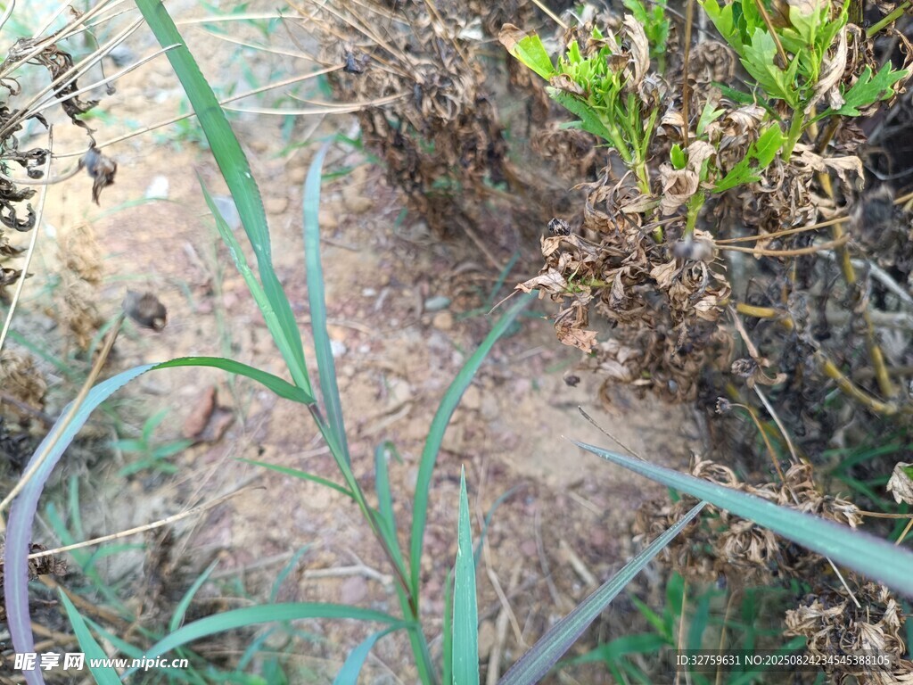 地面雜草與泥土景象