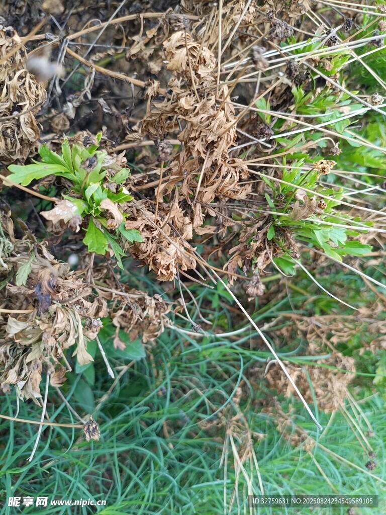 枯黃與翠綠交織的植物