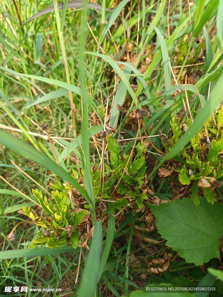 田間繁茂的綠色植物