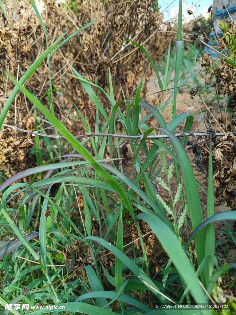野外繁茂的綠色植物