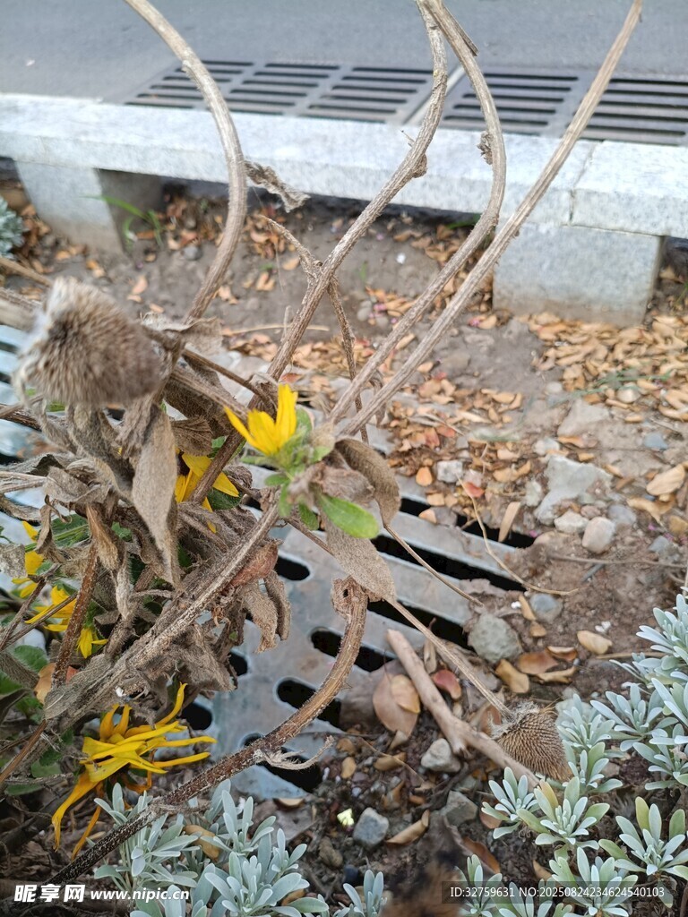 枯萎花叢中的黃色小花