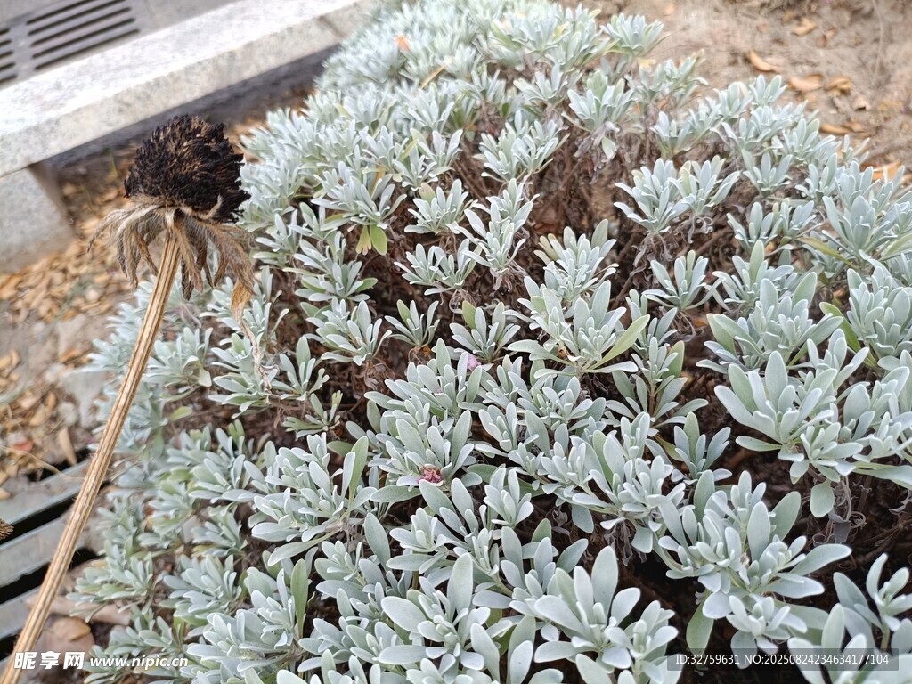 銀葉植物景觀