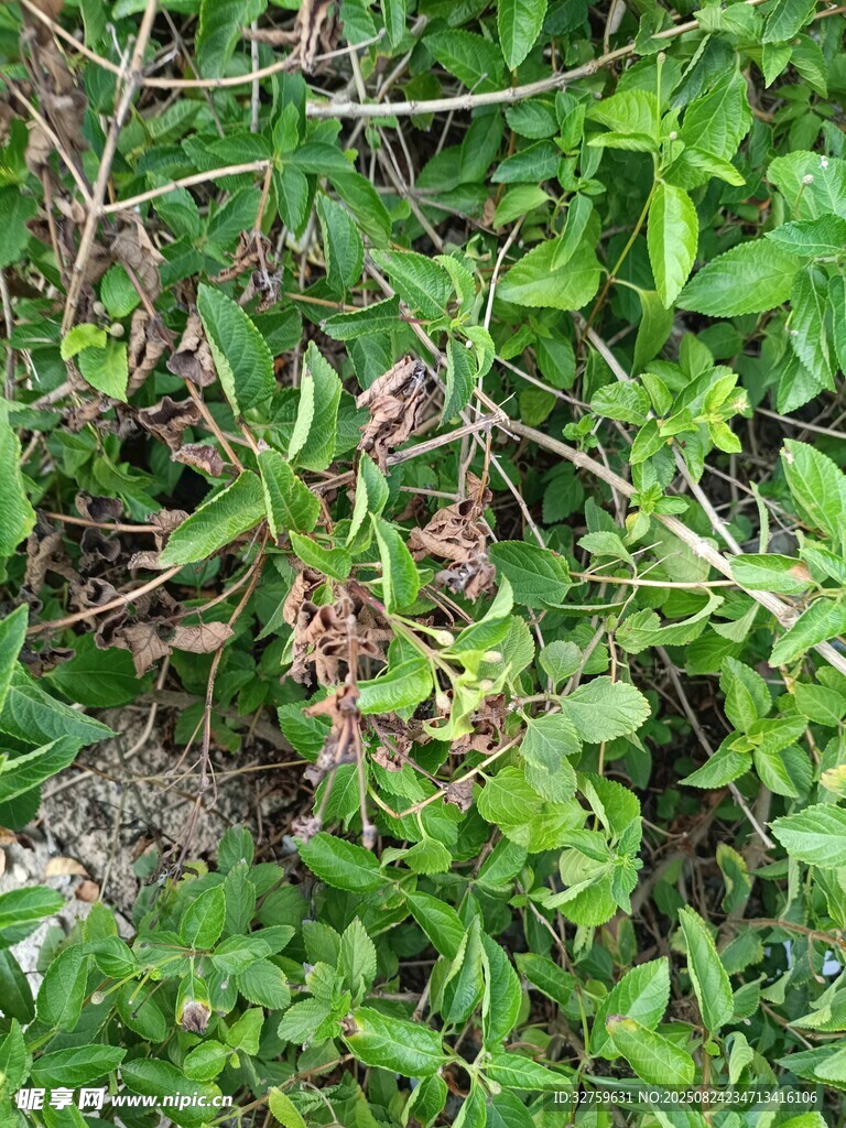 地面繁茂的綠色雜草景象