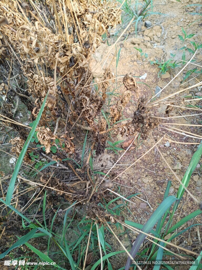 枯黃雜草與綠色植物共生