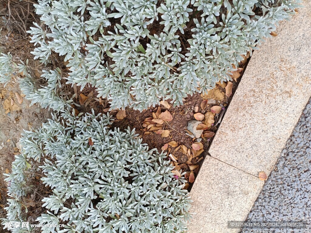 灰綠色植物與石子景觀