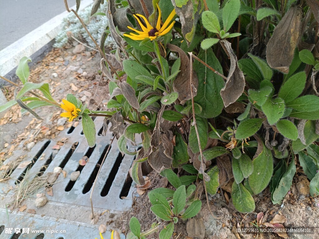 排水口旁綻放的黃色小花