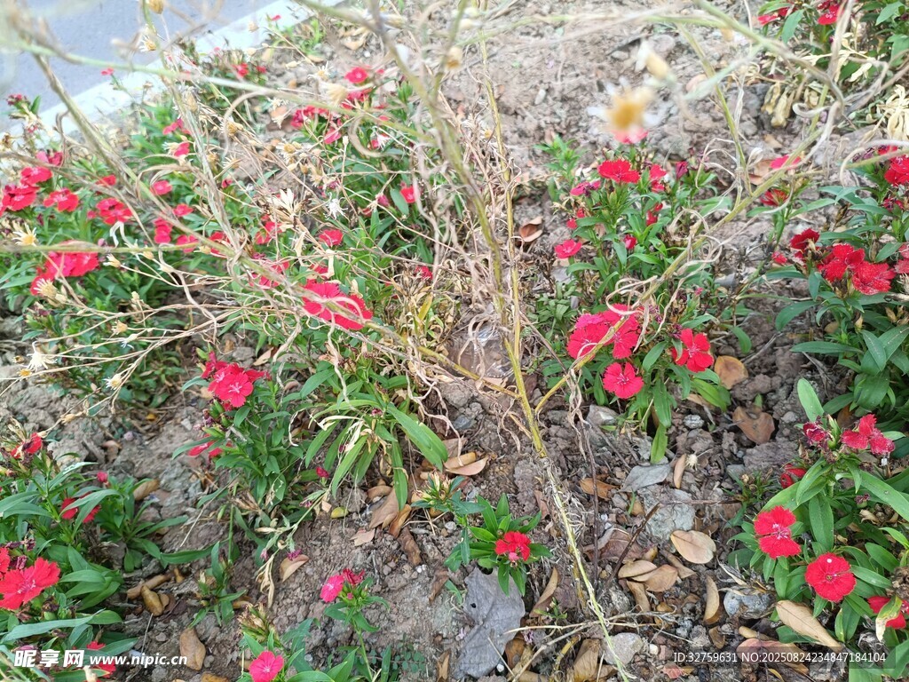 地面綻放的鮮艷紅色小花