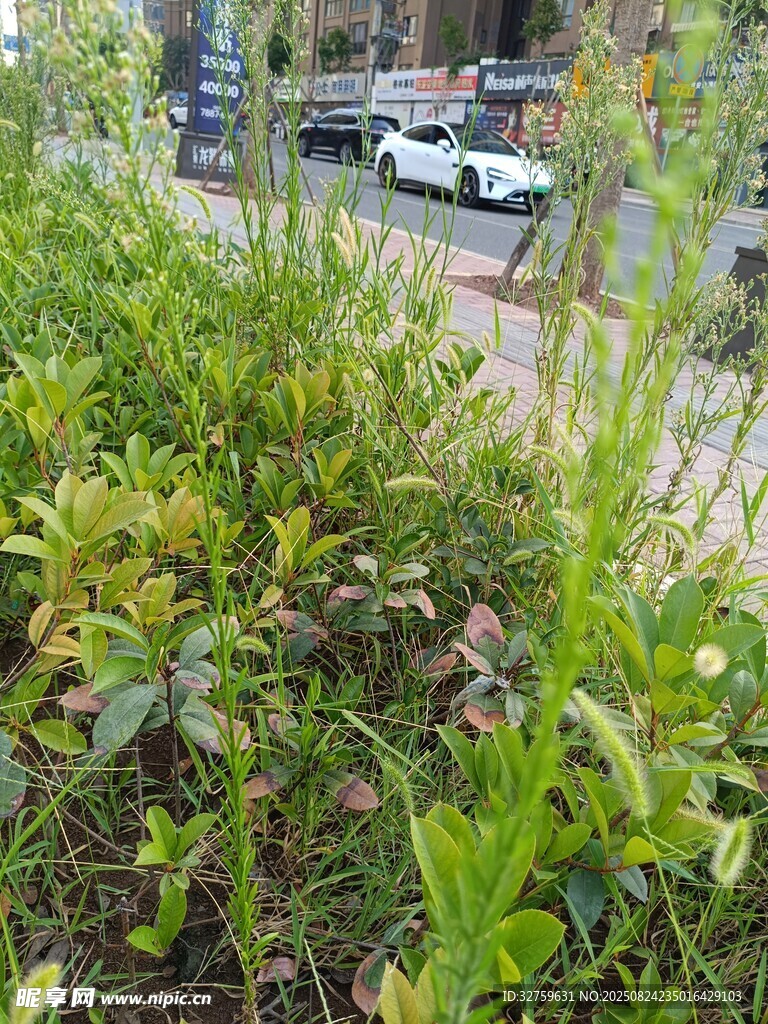 城市路邊的綠色植物景觀