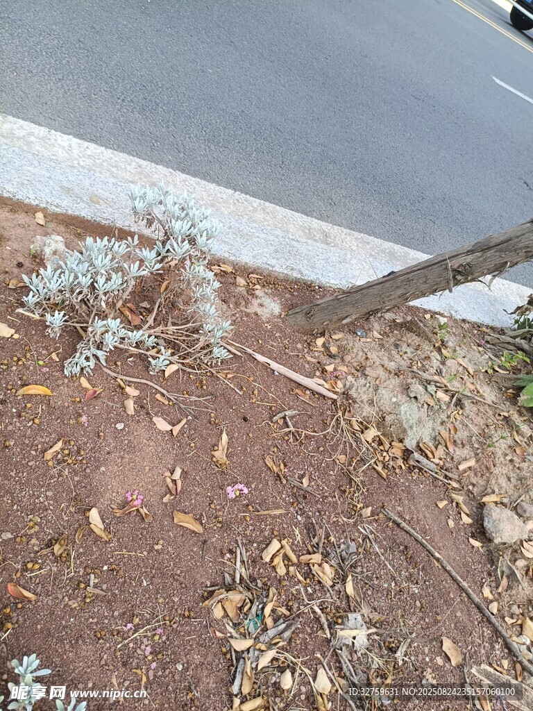 路邊泥土上的灰白植物