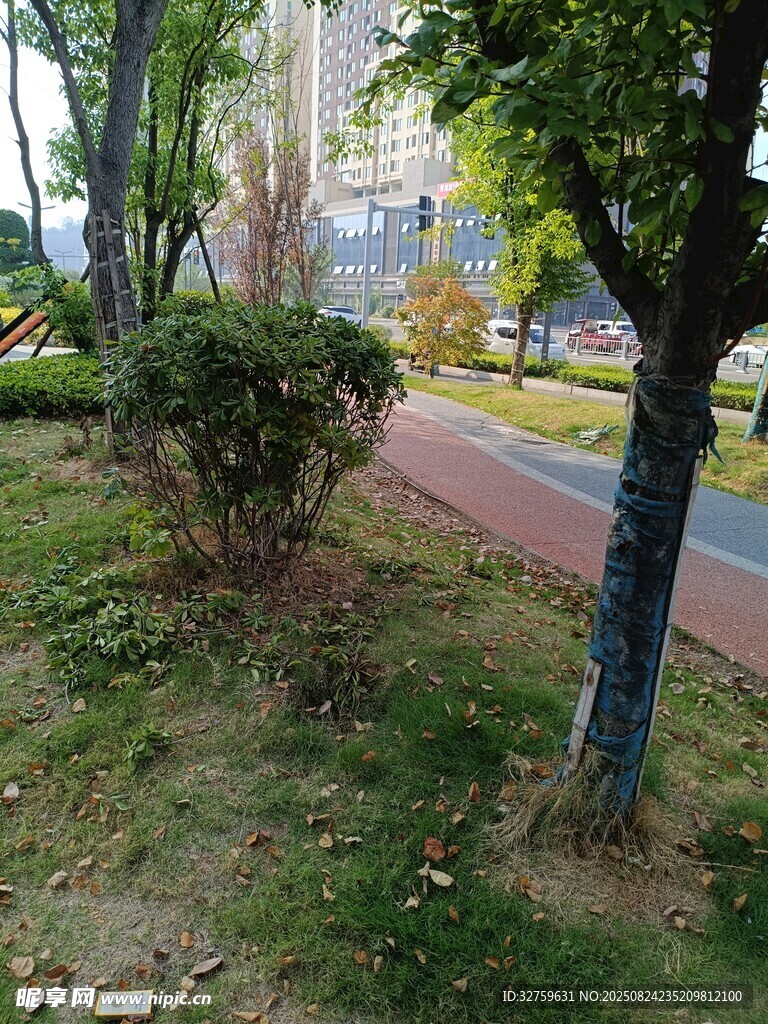 城市街邊綠意盎然的景致
