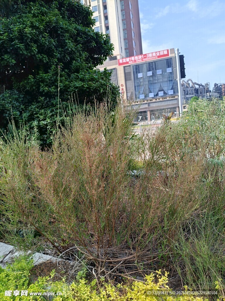 城市中的野生植物景觀